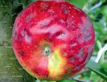  Niedobór wapnia objawia się gorzką plamistością podskórną u owoców jabłoni